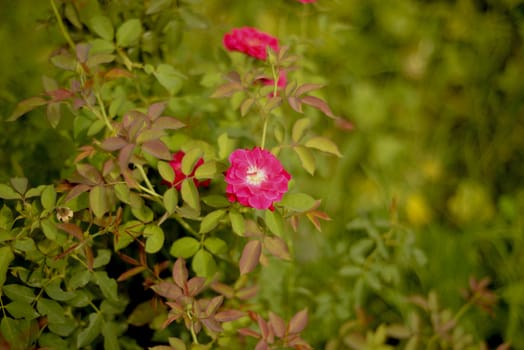 Colorful, beautiful, delicate red rose in the garden, Beautiful red roses garden