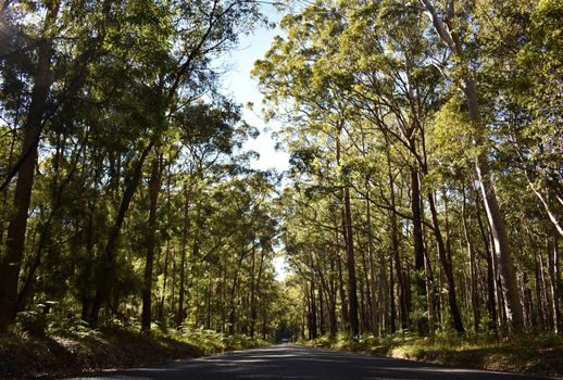 A road with native Australian trees