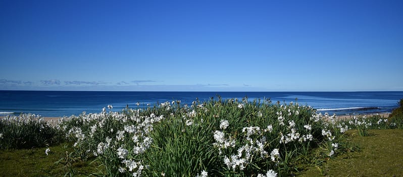 White flowers at a beach