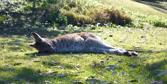 A kangaroo resting on grass