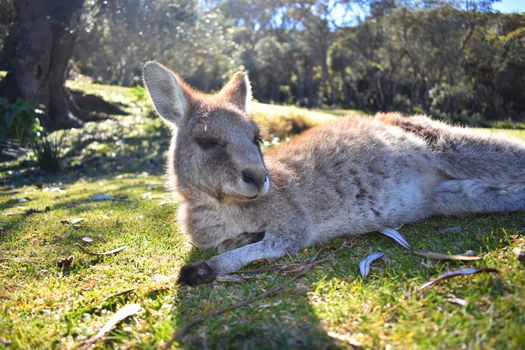 A kangaroo resting on grass