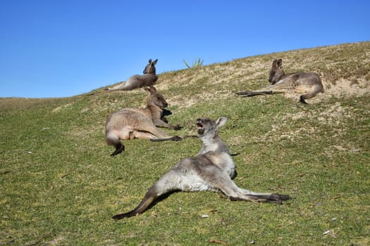 Four kangaroos resting on a grassy hill