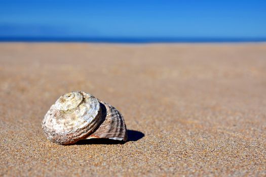 A lone shell on sand at the beach