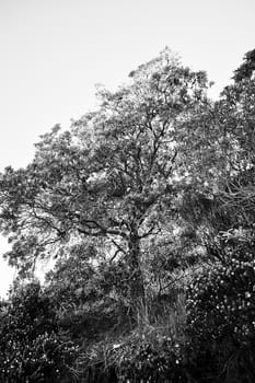 A black and white tree on a cliff