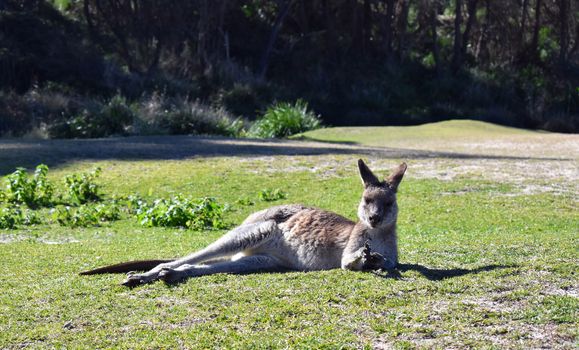 A kangaroo resting on grass