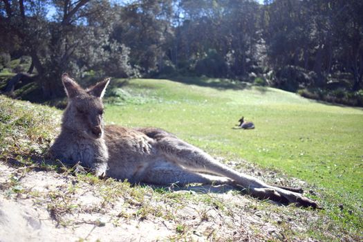 A kangaroo resting on grass