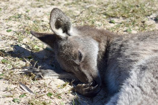A kangaroo resting on grass