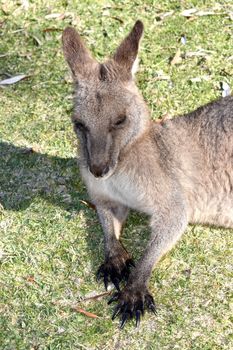 A kangaroo resting on grass