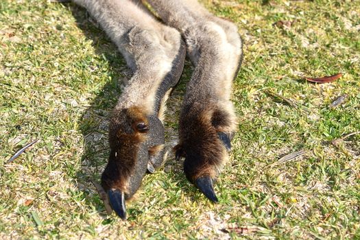 A close up of a kangaroo's feet