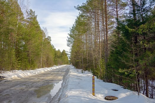 Temporary winter road in puddles of thawed snow among coniferous trees in spring.