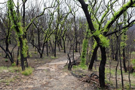 A track meanders through the fluffy leaf trees, regeneration growth after summer bush fires in the Australian bushland