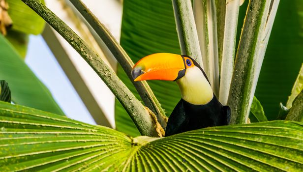 closeup of a toco toucan sitting in a tropical tree, exotic bird specie from America