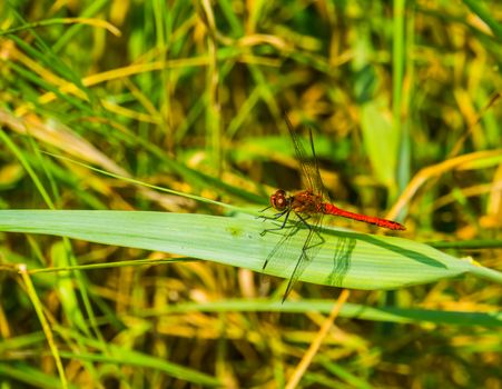 closeup of a ruddy darter, fire red dragonfly, common insect specie from Europe