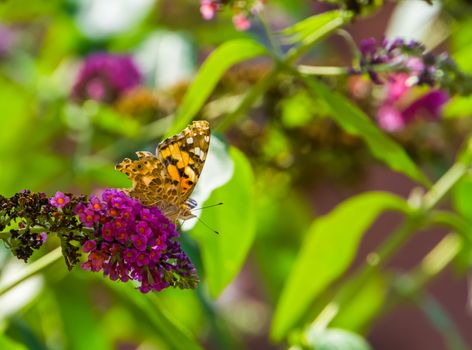 painted lady butterfly sitting on the flowers of a butterfly bush, common cosmopolitan insect specie