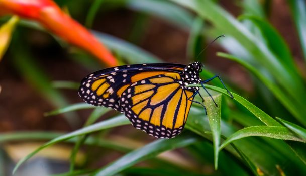 macro closeup of a monarch butterfly, colorful tropical insect specie from America