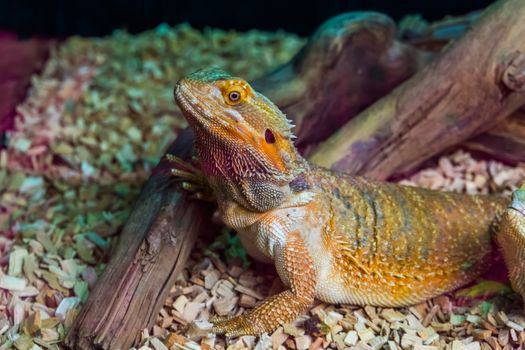 closeup portrait of a bearded dragon lizard, tropical reptile specie, popular terrarium pet in herpetoculture