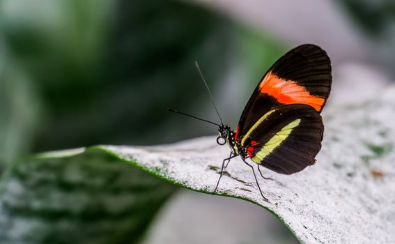 macro closeup of a small red postman butterfly sitting on a leaf, tropical insect specie from Costa Rica, America