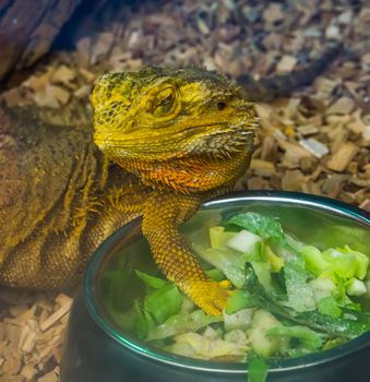 closeup of a bearded dragon lizard standing at its feeding bowl, tropical reptile specie, popular terrarium pet in herpetoculture