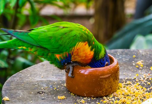 closeup of a rainbow lorikeet with its head in the feeding bowl, bird diet and care, Tropical animal specie from Australia