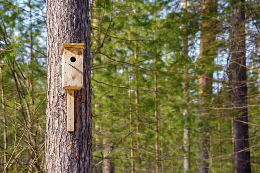 A homemade birdhouse hangs on a tree in a coniferous forest in the spring.