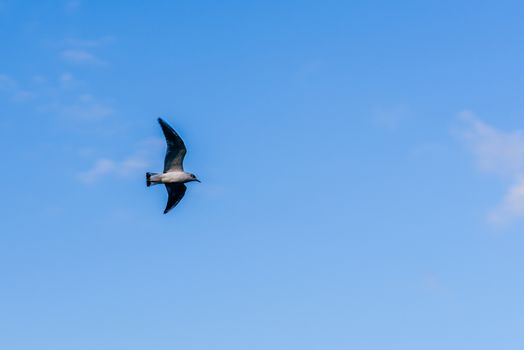 Seagull in flight against sunset blue sky