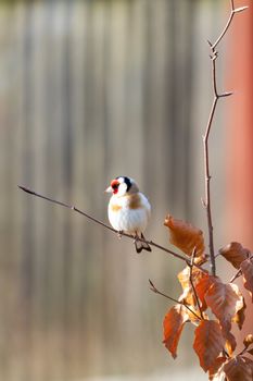 small bird colored European goldfinch or goldfinch (Carduelis carduelis) perched on twig, Europe, Czech Wildlife