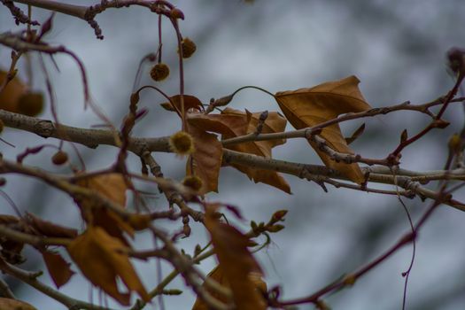 Several withered leaves on a branch in the moody autumn.