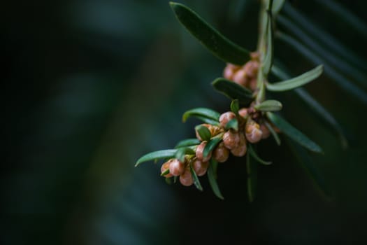 A close up macro image of a cone tree and its orange blossoms.