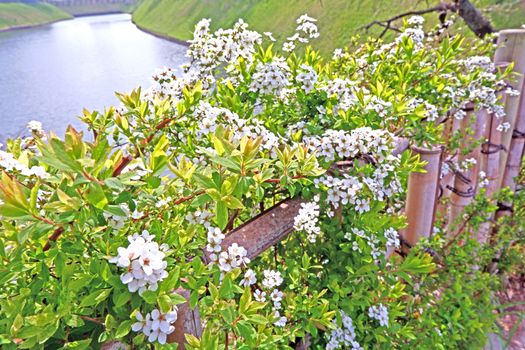 The natural roadside white blossom wildflowers in Japan Tokyo outdoor park