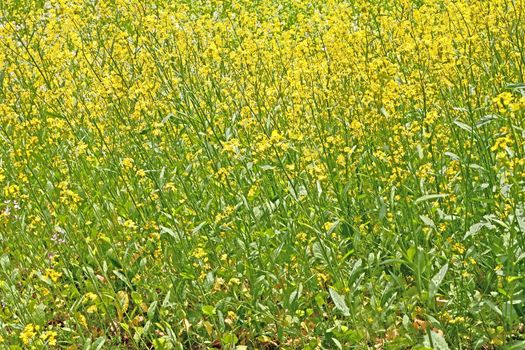 The natural roadside yellow blossom wildflowers in Japan Tokyo outdoor park