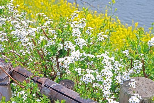 The natural roadside blossom wildflowers, glasses and river in Japan Tokyo outdoor park