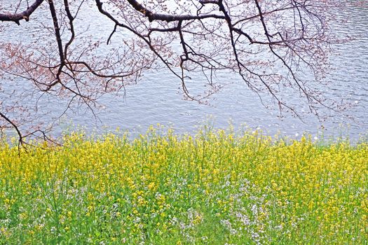 The natural roadside blossom wildflowers, cherry blossom tree and river in Japan Tokyo outdoor park