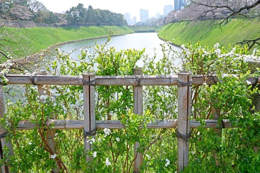 The natural roadside blossom wildflowers, cherry blossom tree and river in Japan Tokyo outdoor park