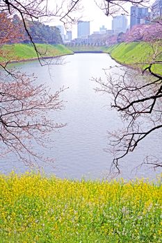 The natural roadside blossom wildflowers, cherry blossom tree and river in Japan Tokyo outdoor park