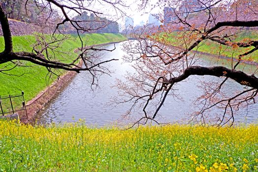 The natural roadside blossom wildflowers, cherry blossom tree and river in Japan Tokyo outdoor park