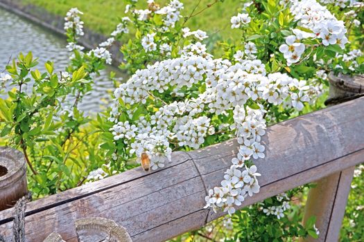 The natural roadside blossom wildflowers, grasses and river in Japan outdoor park