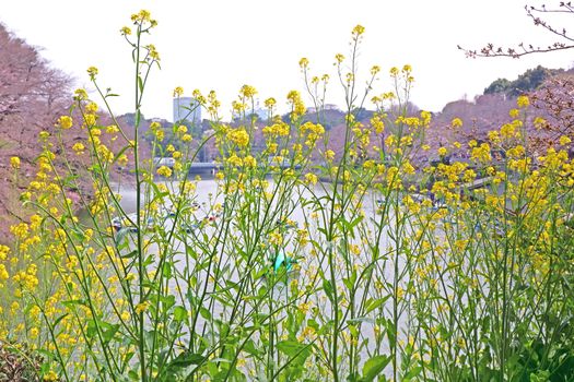 The natural roadside blossom wildflowers, grasses in Japan outdoor street