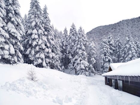 The wooden house, trees with snow in Japan mountains