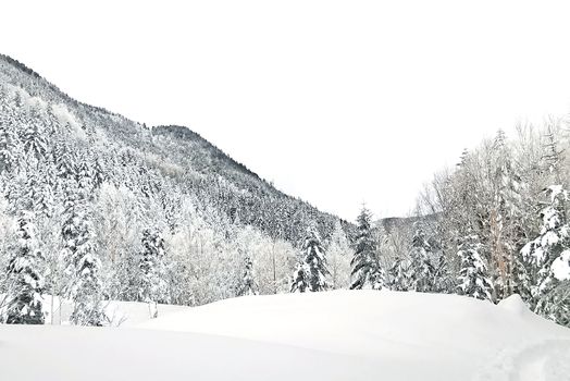 The natural snow hill and tree in Japan Yatsugatake mountains
