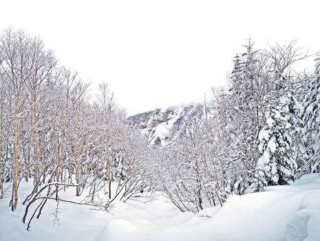 The natural snow hill and tree in Japan Yatsugatake mountains
