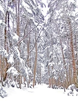 The natural snow footpath and tree in Japan Yatsugatake mountains
