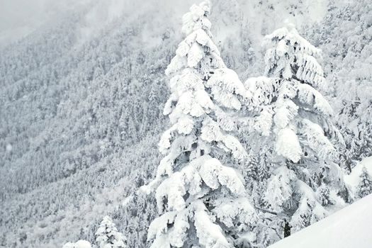 The natural snow hill and tree in Japan Yatsugatake mountains
