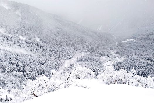 The natural snow hill and tree in Japan Yatsugatake mountains
