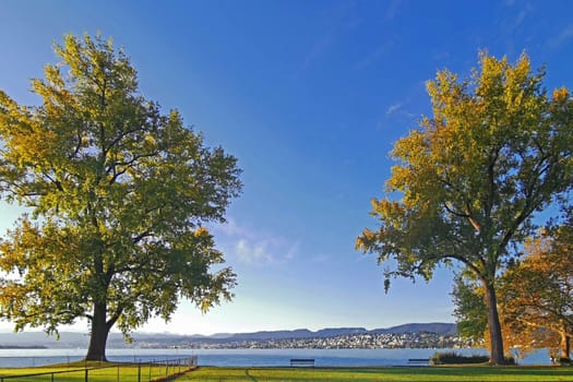 The grass, gree tree and bay in Switzerland outdoor natural park
