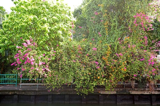 The Thailand river, plants, flower, tree and footpath at daytime


