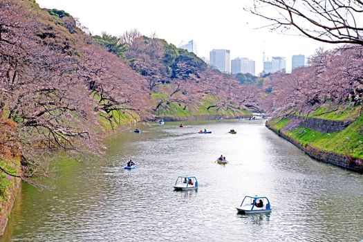 The Japan public park with pink sakura tree, river, blossom flowers in springtime