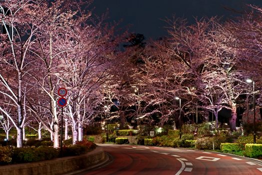 Beautiful pink sakura cherry blossom flower in Japan Tokyo downtown street at night
