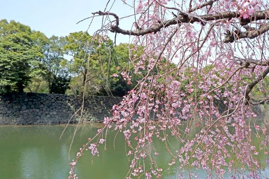 The traditional castle building and  pink sakura cherry blossom flowers in Tokyo 