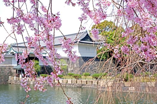 The traditional castle building and  pink sakura cherry blossom flowers in Tokyo Japan 