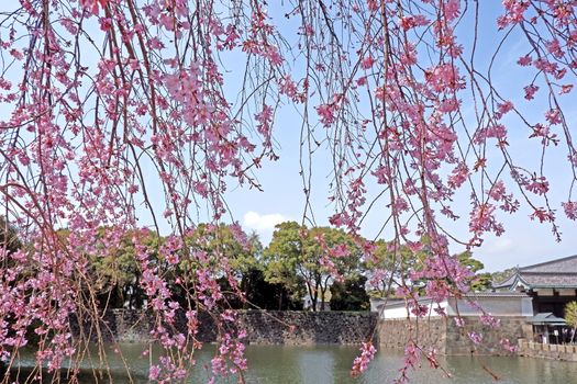 The traditional castle building and  pink sakura cherry blossom flowers in Tokyo 